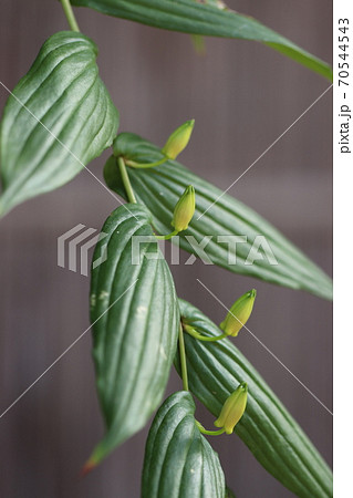 キイジョウロウホトトギス キイジョウロウホトトギス 70544543