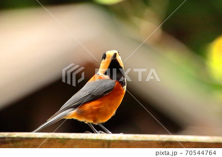 野鳥のヤマガラ 70544764