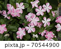 日々草　花びらぼかしいり 70544900