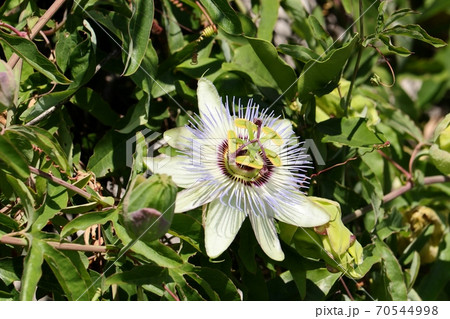 秋の花:トケイソウの花:天の川の土手:花壇 秋の花:トケイソウの花:天の川の土手:花壇 70544998