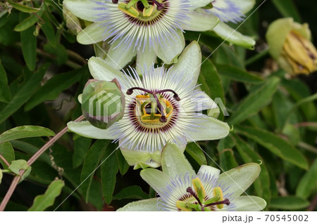 秋の花:トケイソウの花:天の川の土手:花壇 秋の花:トケイソウの花:天の川の土手:花壇 70545002