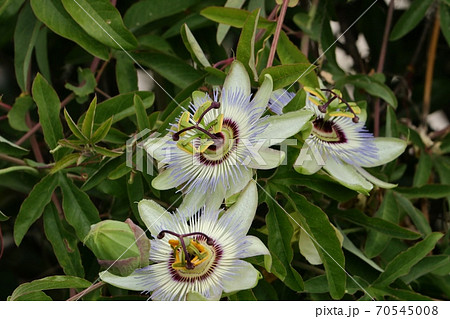 秋の花:トケイソウの花:天の川の土手:花壇 秋の花:トケイソウの花:天の川の土手:花壇 70545008