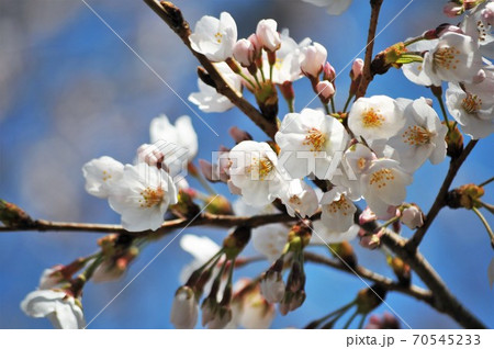 咲き始めたソメイヨシノ 70545233