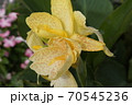 カンナの花　斑点入り黄色花 70545236