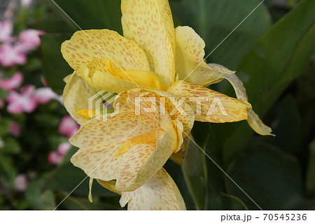 カンナの花 斑点入り黄色花 カンナの花 斑点入り黄色花 70545236