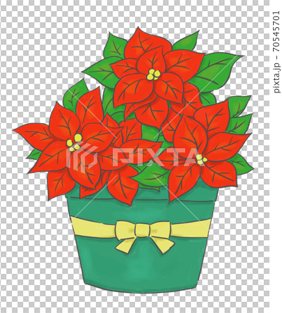 Poinsettia potted plant 70545701