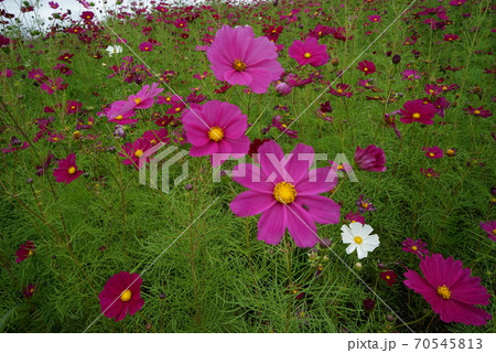 コスモスの花 70545813