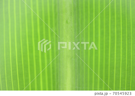 ハマユウの葉脈 70545923