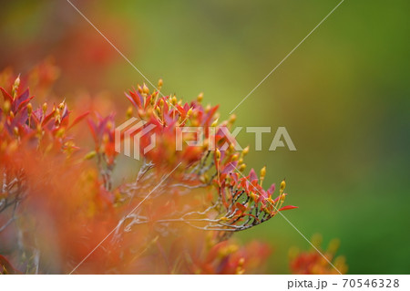 秋のドウダンツツジ　美しいドウダンツツジの紅葉 70546328