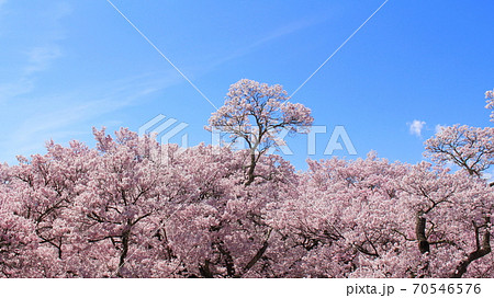 青空と一面の桜 青空と一面の桜 70546576
