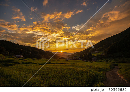奈良県明日香村細川の夕刻の棚田を撮影 奈良県明日香村細川の夕刻の棚田を撮影 70546682