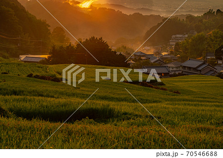 奈良県明日香村細川の夕刻の棚田を撮影 70546688