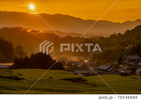 奈良県明日香村細川の夕刻の棚田を撮影 奈良県明日香村細川の夕刻の棚田を撮影 70546689