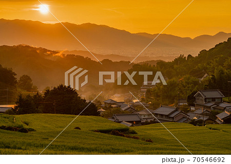 奈良県明日香村細川の夕刻の棚田を撮影 70546692