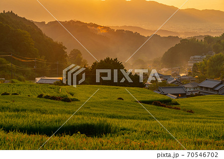 奈良県明日香村細川の夕刻の棚田を撮影 奈良県明日香村細川の夕刻の棚田を撮影 70546702