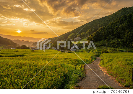 奈良県明日香村細川の夕刻の棚田を撮影 70546703
