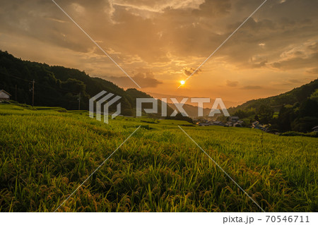 奈良県明日香村細川の夕刻の棚田を撮影 70546711