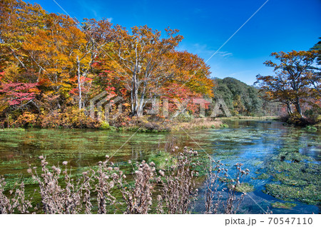 青森県八甲田にあるグダリ沼の秋の紅葉風景 70547110