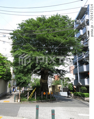 文京区にある善光寺坂のムクノキ 70547314