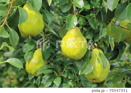 収穫前の洋ナシ 収穫前の洋ナシ 70547351