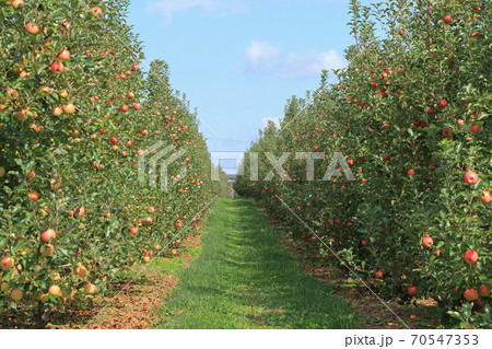 たわわに実ったリンゴ 70547353