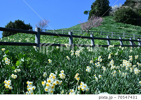 灘黒岩水仙郷横 灘黒岩水仙郷横 70547431