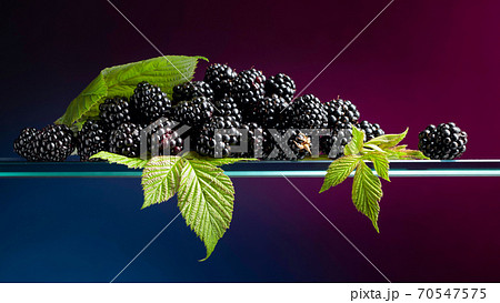 Ripe juicy blackberries with leaves. Ripe juicy blackberries with leaves. 70547575