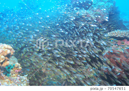 キンメモドキの群れ 沖縄の海 キンメモドキの群れ 沖縄の海 70547651