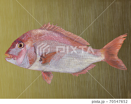 金バック鯛 金バック鯛 70547652