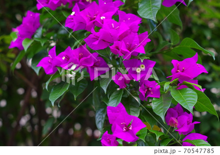 bougainvillea in rainforest