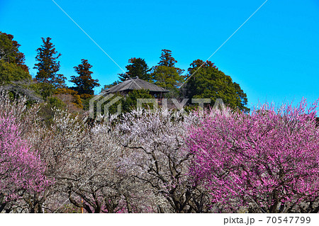 梅 水戸 偕楽園公園 梅 水戸 偕楽園公園 70547799
