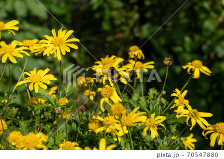 花の蜜を吸うオオハナアブ 70547880