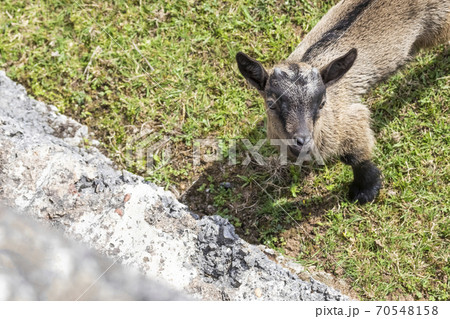 A young goat with small horns on the green grass in front of a concrete fence looks up 70548158