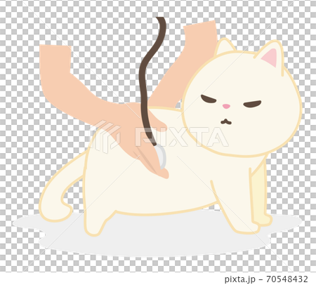 A white cat that undergoes a medical examination at a veterinary hospital 70548432