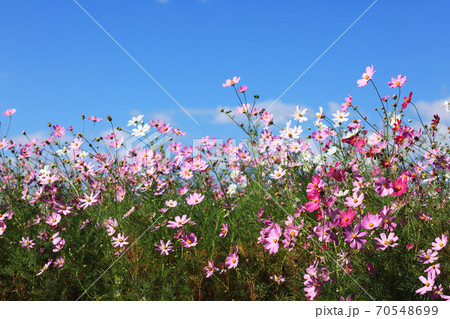 コスモス3187 70548699