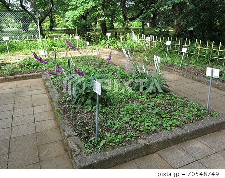 小石川植物園の薬園保存園 小石川植物園の薬園保存園 70548749