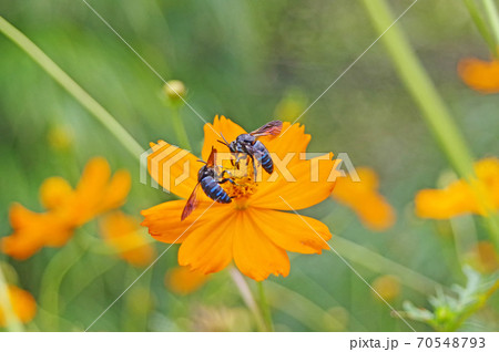 キバナコスモスに幸せを呼ぶ青い蜂二頭の写真素材