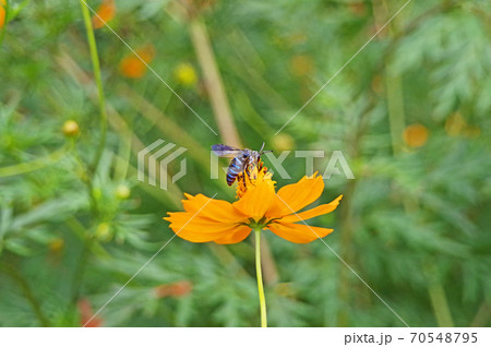キバナコスモスに幸せを呼ぶ青い蜂ルリモンハナバチ 70548795