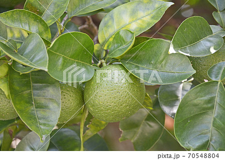 柑橘類のカボスは酸味がフレッシュな果実 70548804