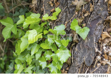 Tree trunk with dry and green ivy. The concept of renewal and change of generations Tree trunk with dry and green ivy. The concept of renewal and change of generations 70548943