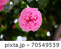 あやべグンゼスクエアのバラ園 70549539