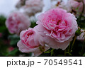 あやべグンゼスクエアのバラ園 70549541