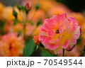 あやべグンゼスクエアのバラ園 70549544