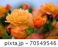 あやべグンゼスクエアのバラ園 70549546