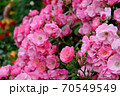 あやべグンゼスクエアのバラ園 70549549