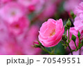 あやべグンゼスクエアのバラ園 70549551