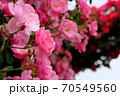 あやべグンゼスクエアのバラ園 70549560