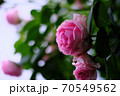 あやべグンゼスクエアのバラ園 70549562