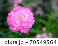 あやべグンゼスクエアのバラ園 70549564