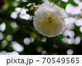 あやべグンゼスクエアのバラ園 70549565